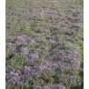 平成２３年５月２６日　芝ざくら開花状況