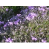 平成２３年５月２６日　芝ざくら開花状況