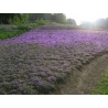 平成２３年６月１日　芝ざくら開花状況