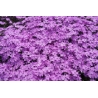 平成２３年６月７日　芝ざくら開花状況
