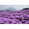 平成２３年６月７日　芝ざくら開花状況