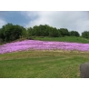 平成２４年６月１１日　芝ざくら開花状況