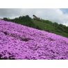 平成２４年６月７日　芝ざくら開花状況