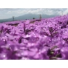 平成２４年６月１１日　芝ざくら開花状況