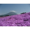 平成２４年６月１３日　芝ざくら開花状況