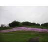 平成２５年６月１７日　芝ざくら開花情報
