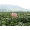 写真撮影　2013年7月4日