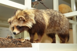 風土館展示室 エゾタヌキのはく製