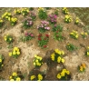 中庭中心部に植えた花