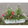 植えた花の拡大画像