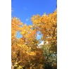 １０月の鏡沼２００９年１０月５日撮影